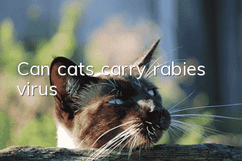 Can cats carry rabies virus?