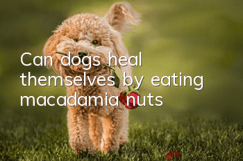 Can dogs heal themselves by eating macadamia nuts?