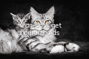 Can cats get hemorrhoids?