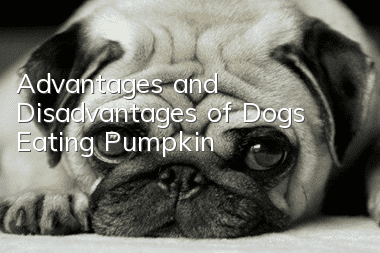 Advantages and Disadvantages of Dogs Eating Pumpkin