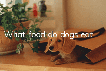 What food do dogs eat?