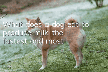 What does a dog eat to produce milk the fastest and most?