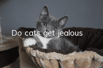 Do cats get jealous?