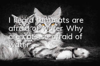 I heard that cats are afraid of water? Why are cats so afraid of water?