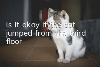 Is it okay if the cat jumped from the third floor?