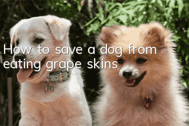 How to save a dog from eating grape skins