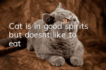 Cat is in good spirits but doesn’t like to eat