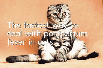 The fastest way to deal with postpartum fever in cats