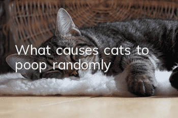 What causes cats to poop randomly?