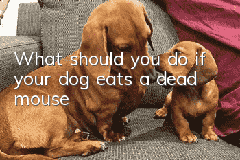 What should you do if your dog eats a dead mouse?