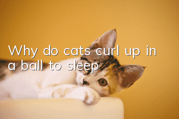 Why do cats curl up in a ball to sleep?