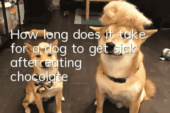 How long does it take for a dog to get sick after eating chocolate?