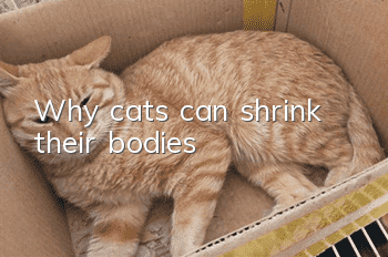 Why cats can shrink their bodies