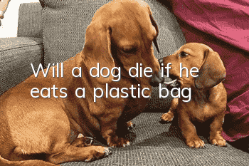 Will a dog die if he eats a plastic bag?