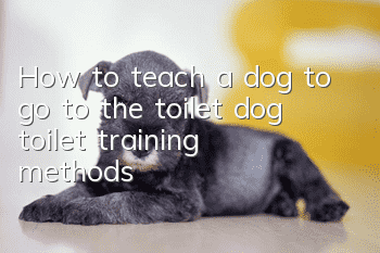 How to teach a dog to go to the toilet, dog toilet training methods!
