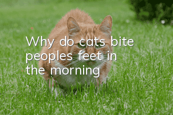 Why do cats bite people's feet in the morning?