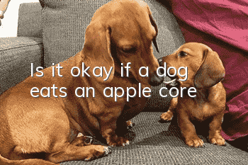 Is it okay if a dog eats an apple core?