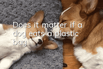 Does it matter if a dog eats a plastic bag?