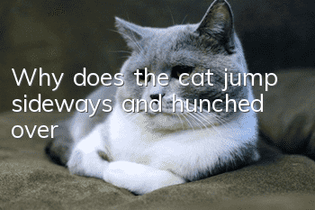 Why does the cat jump sideways and hunched over?