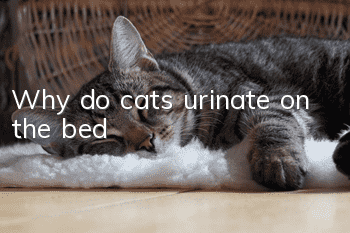Why do cats urinate on the bed?