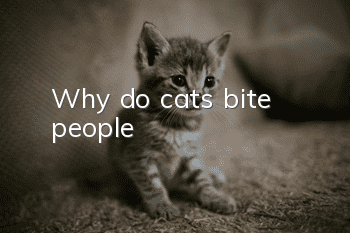 Why do cats bite people?