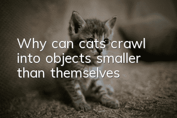 Why can cats crawl into objects smaller than themselves?
