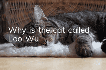 Why is the cat called Lao Wu?