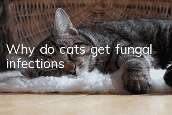 Why do cats get fungal infections?