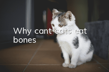 Why can’t cats eat bones?