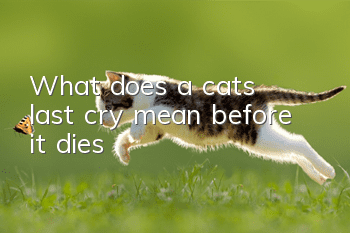 What does a cat's last cry mean before it dies?