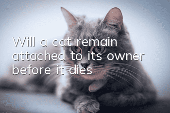 Will a cat remain attached to its owner before it dies?