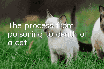 The process from poisoning to death of a cat