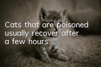 Cats that are poisoned usually recover after a few hours