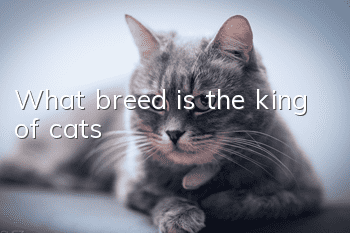 What breed is the king of cats?