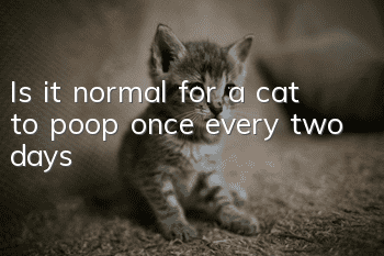Is it normal for a cat to poop once every two days?