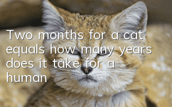 Two months for a cat equals how many years does it take for a human?