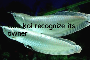 Can koi recognize its owner?