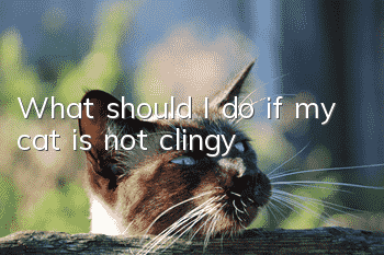 What should I do if my cat is not clingy?