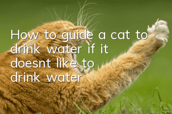 How to guide a cat to drink water if it doesn't like to drink water