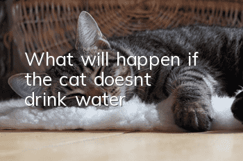 What will happen if the cat doesn’t drink water?