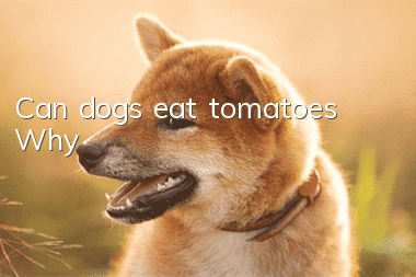 Can dogs eat tomatoes? Why?