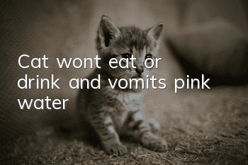 Cat won't eat or drink and vomits pink water