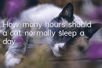 How many hours should a cat normally sleep a day?