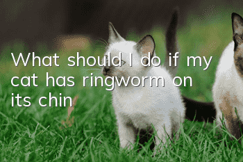 What should I do if my cat has ringworm on its chin?