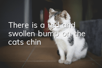 There is a red and swollen bump on the cat’s chin