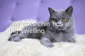The cat’s chin has a big swelling