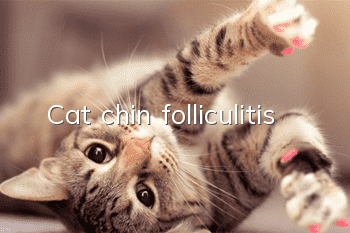 Cat chin folliculitis