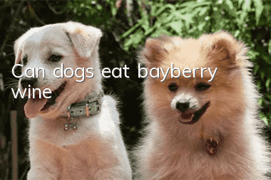 Can dogs eat bayberry wine?