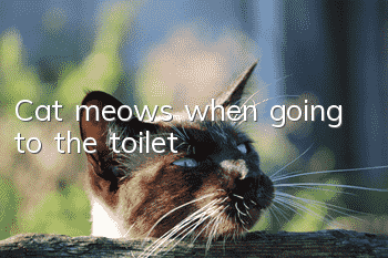 Cat meows when going to the toilet