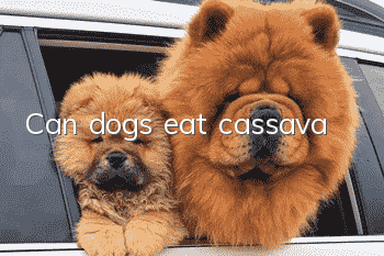 Can dogs eat cassava?